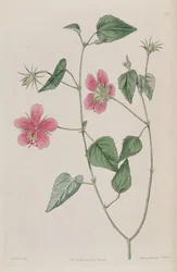 Hibiskus Fenikusz